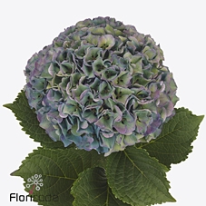 <h4>Hydrangea royal parade classic</h4>