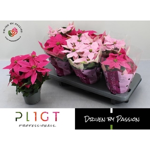 .Euphorbia pulcherrima princettia gemengd