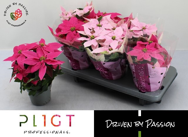 <h4>.Euphorbia pulcherrima princettia gemengd</h4>