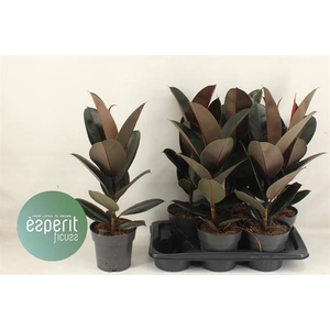 Ficus elastica Abidjan 17Ø 65cm 1pp