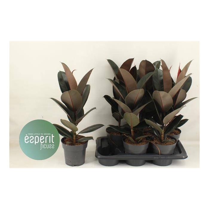 <h4>Ficus elastica Abidjan 17Ø 65cm 1pp</h4>