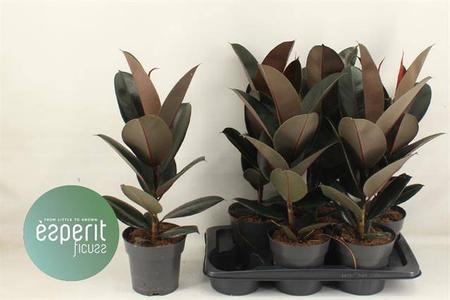 Ficus elastica Abidjan 17Ø 65cm 1pp