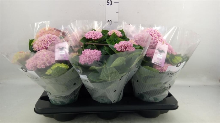 <h4>Hydrangea mac. 'Magical Revolution'</h4>