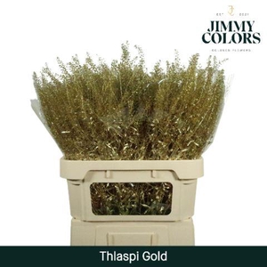 Thlaspi Gekleurd Mtlc. Goud