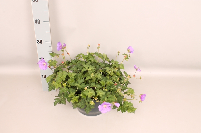 Schaal Geranium Bloom me Away