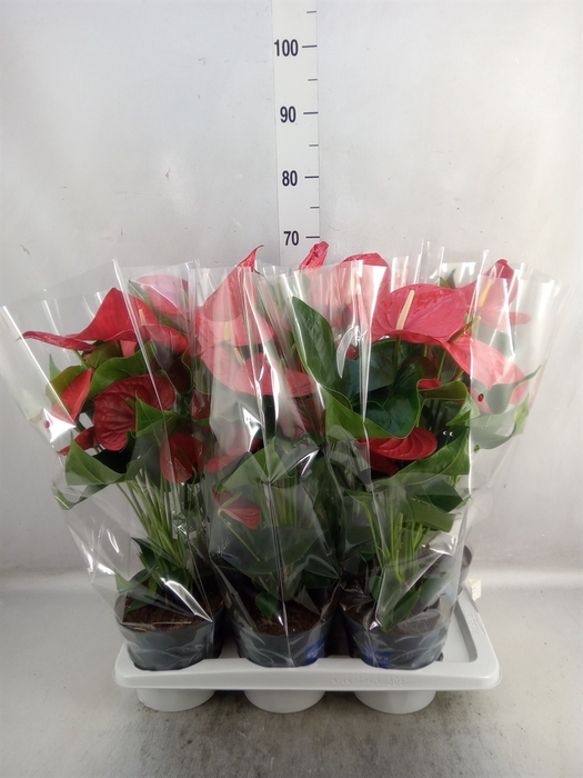 <h4>Anthurium andr. 'Karma Red'</h4>