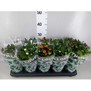 Chrysanthemum   ..mix 5