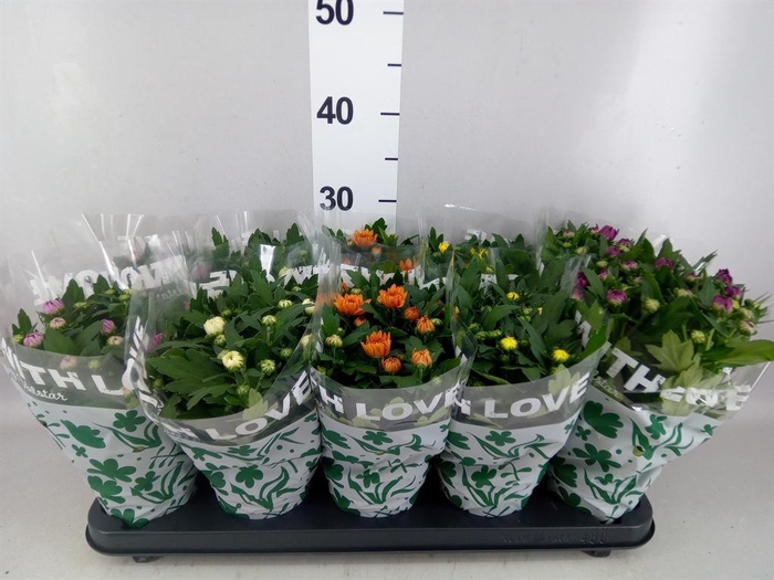 <h4>Chrysanthemum   ..mix 5</h4>
