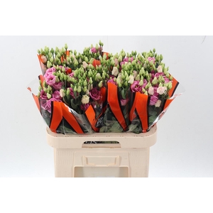 Eus G Rosi Rose Pink