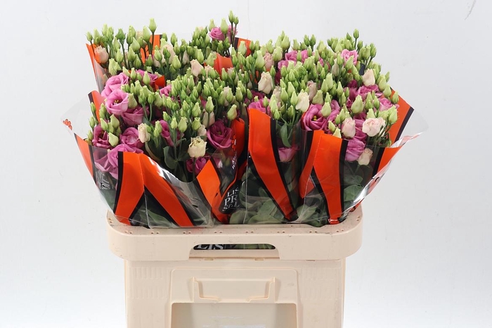 <h4>Eus G Rosi Rose Pink</h4>