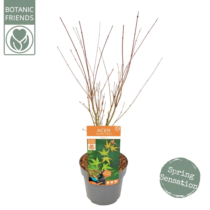 <h4>Acer palmatum Katsura</h4>