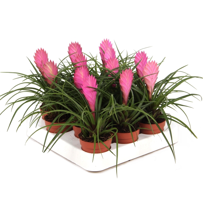 <h4>7 cm Tillandsia Cyanea</h4>