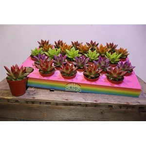 arr8 Echev Miranda Painted