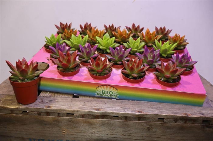 <h4>arr8 Echev Miranda Painted</h4>