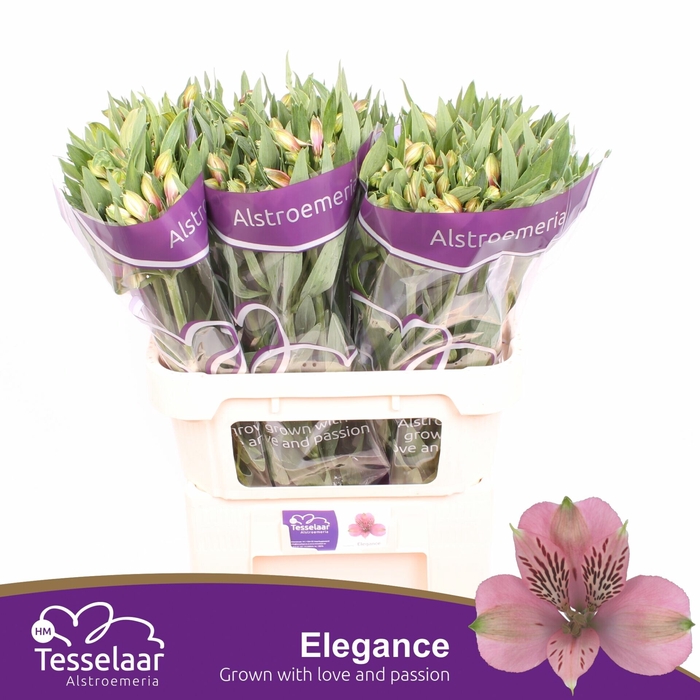 <h4>Alstroemeria Elegance</h4>