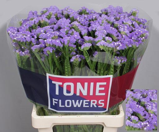 <h4>LIM S SKY WINGS</h4>