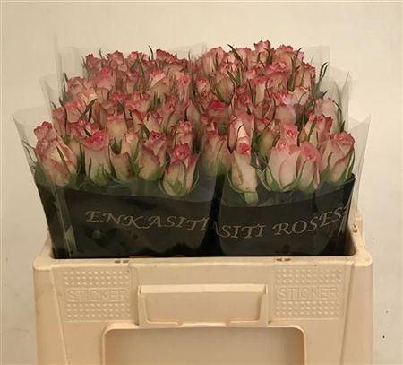 <h4>R Gr Double Date</h4>