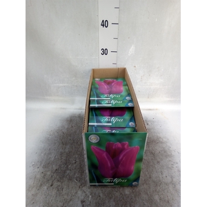 Tulipa   ...flowerbulbs