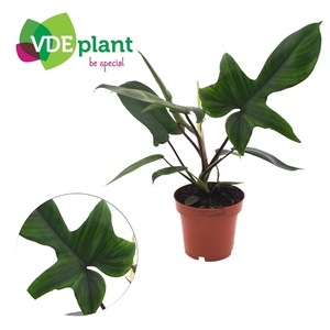 Philodendron Florida Green 12cm