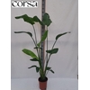 STRELITZIA NICOLAI 180 CM