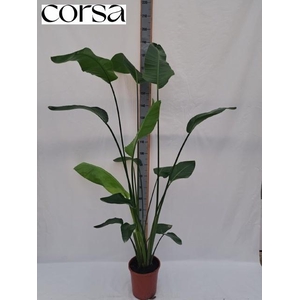 STRELITZIA NICOLAI