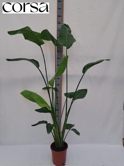 <h4>STRELITZIA NICOLAI</h4>