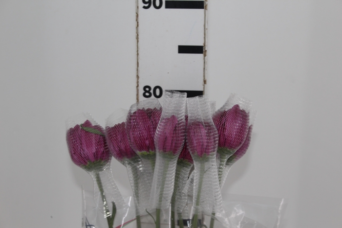 <h4>ANASTASIA LOTSO 080 CM</h4>