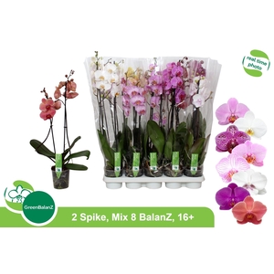 PHAL GEM 8 KL