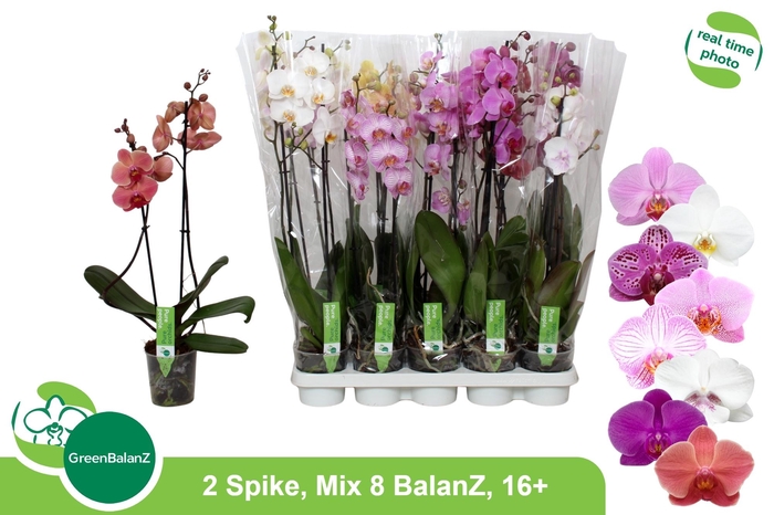 <h4>PHAL GEM 8 KL</h4>