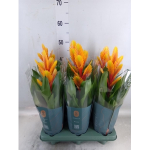 Vriesea  'Intenso Flame'