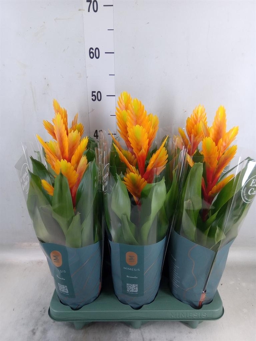 <h4>Vriesea  'Intenso Flame'</h4>