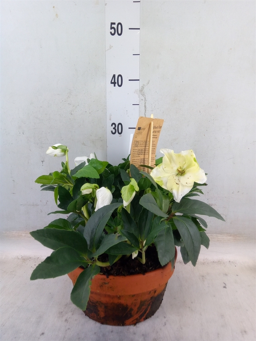 <h4>Helleborus niger 'Diva'</h4>