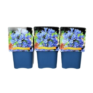 Agapanthus 'Blue Umbrella' C5