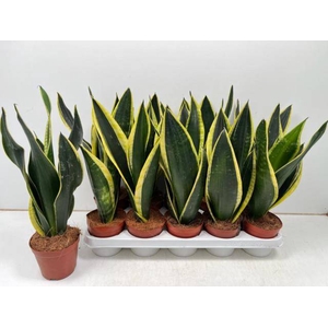 Sansevieria trifasciata Black Gold 12Ø 40cm