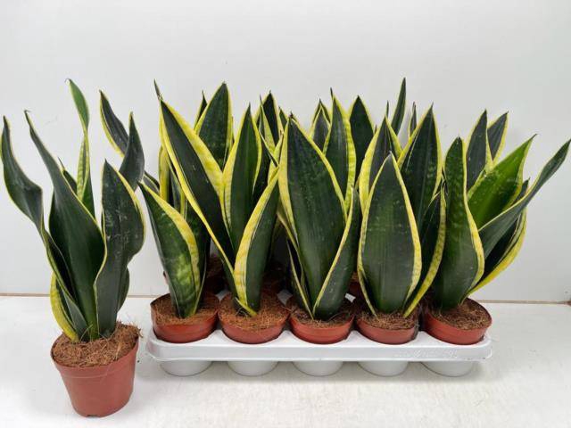 Sansevieria trifasciata Black Gold 12Ø 40cm