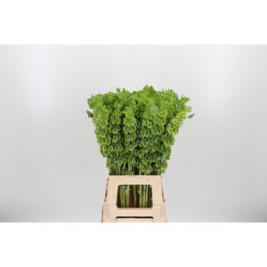 Moluccella