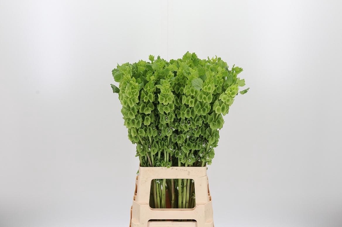 <h4>Moluccella</h4>