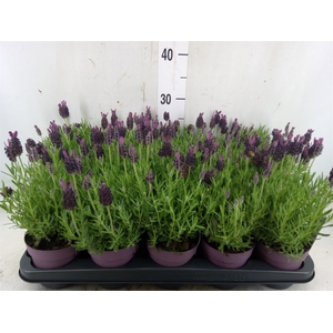 Lavandula stoec. 'Anouk'
