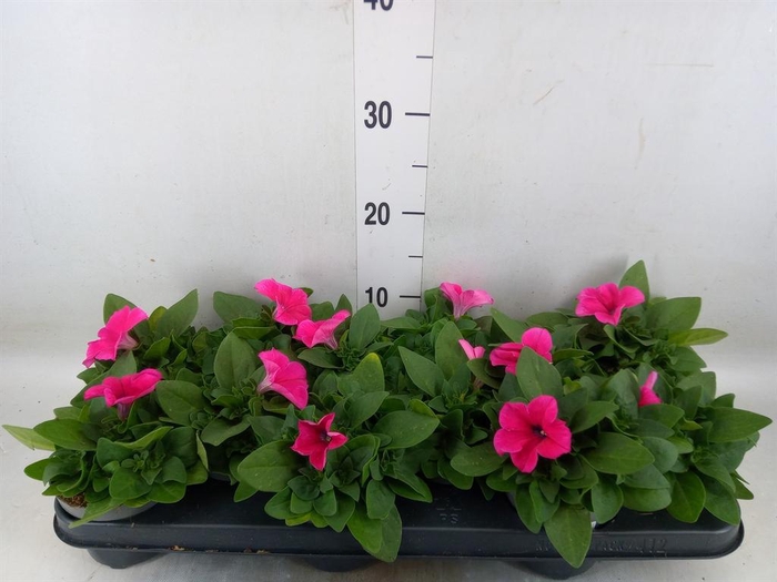 <h4>Petunia   ...</h4>