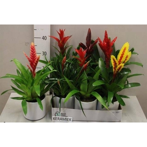 ARR BROMELIA