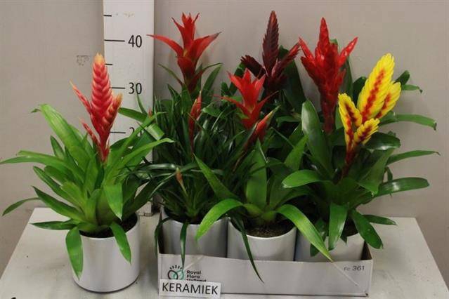 <h4>ARR BROMELIA</h4>