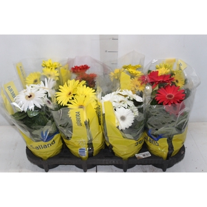 GERBERA P14 MIN 4 FLS