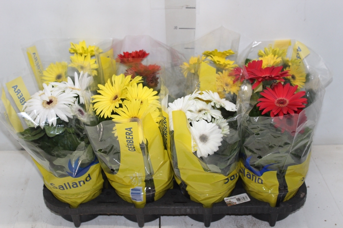 <h4>GERBERA P14 MIN 4 FLS</h4>