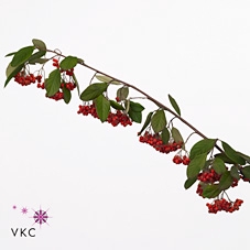 Cotoneaster 200 Gram