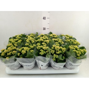 Kalanchoe  'RoseFlow Agnes'