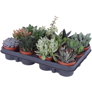 Succulenten mix 8,5 cm
