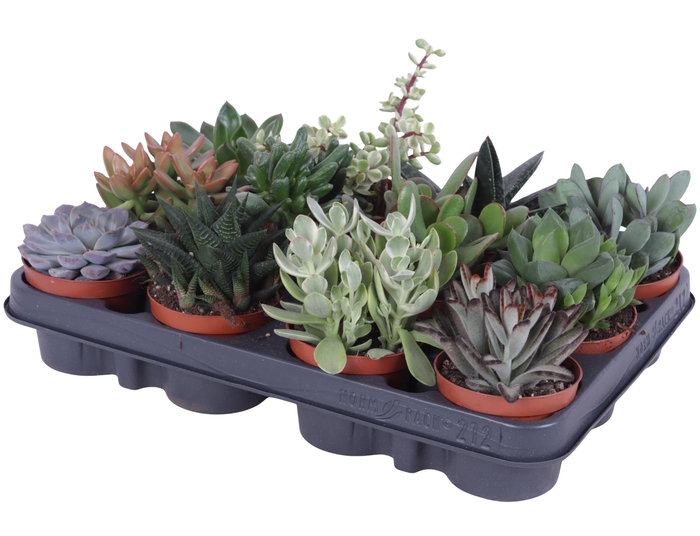 <h4>Succulenten mix 8,5 cm</h4>