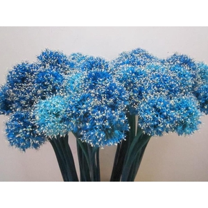 Allium Mount Licht Blauw