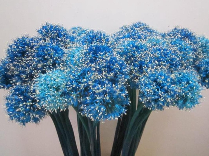 <h4>Allium Mount Licht Blauw</h4>
