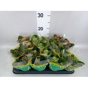 Kalanchoe blos.   ..rosebud mix  5